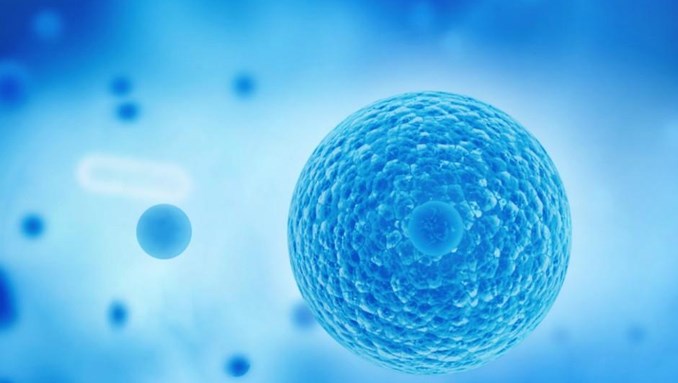 脐带间充质干细胞