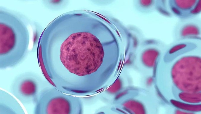 胎盘羊膜干细胞